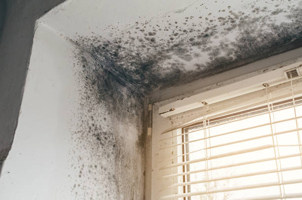 Affordable Crawl Space Mold Removal solutions in Cecilia, KY